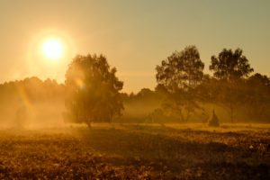 Heathland in the sunrise near Undeloh, Lüneburg Heath, Lower Saxony, Germany Heathland in the sunrise near Undeloh, Lüneburg Heath, Lower Saxony, Germany